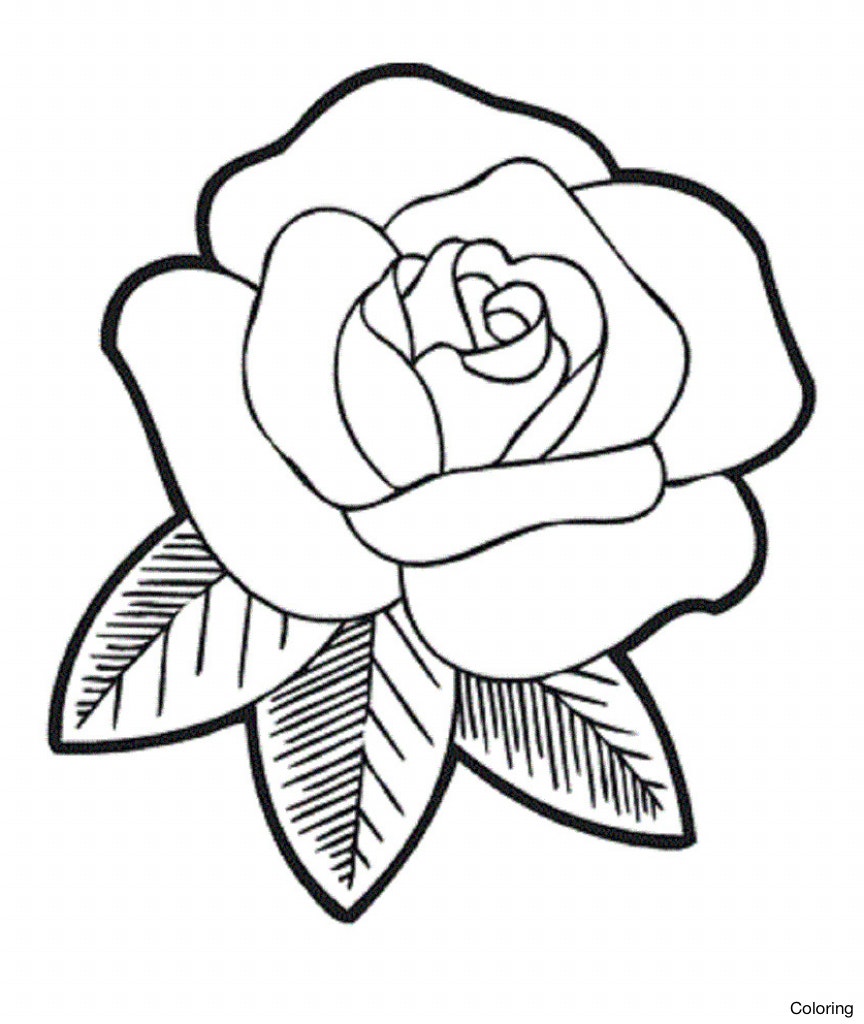864x1024 Drawing A Rose For Beginners Easy Roses Drawings Xrf How To Draw
