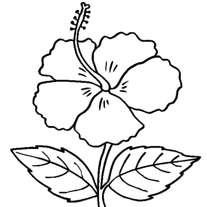 687x687 Free Flower Coloring Pages Medium Size Of Flower Colouring Games