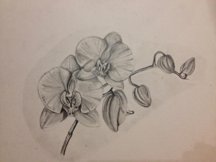 900x675 Wife's Forever Flowers. Flowers. Drawings. Pictures. Drawings