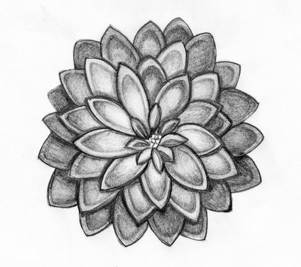 600x533 Art Pencil Drawings Of Flowers Pencil Drawing