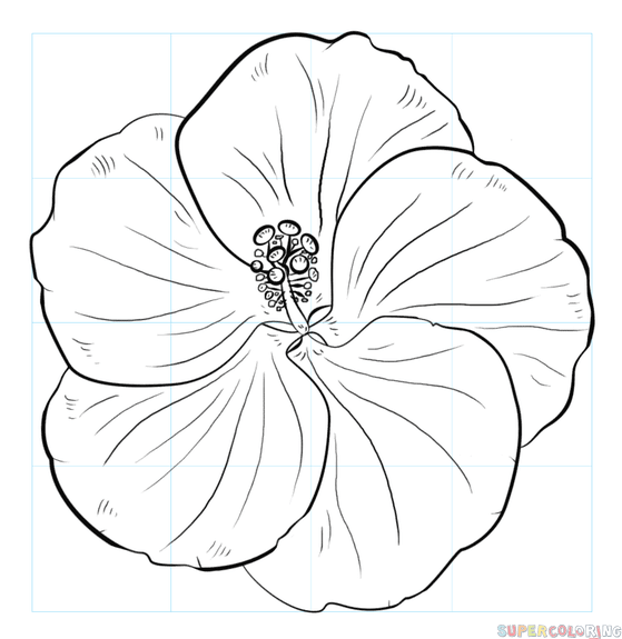 559x575 How To Draw A Hibiscus Flower Step By Step Drawing Tutorials