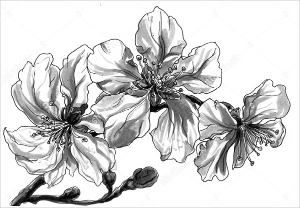 600x415 Flower Drawings Free Amp Premium Templates