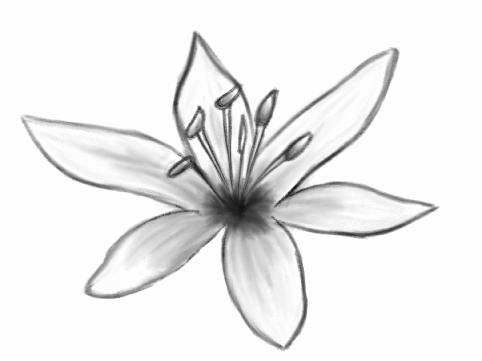 Flower Drawing Lily