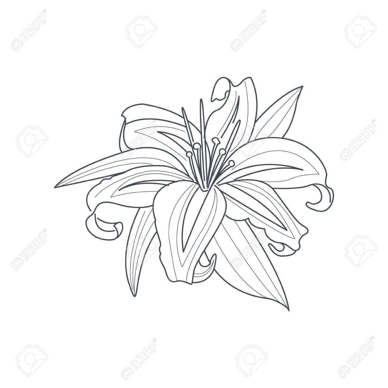 1300x1300 Lily Flower Monochrome Drawing For Coloring Book Hand Drawn Vector
