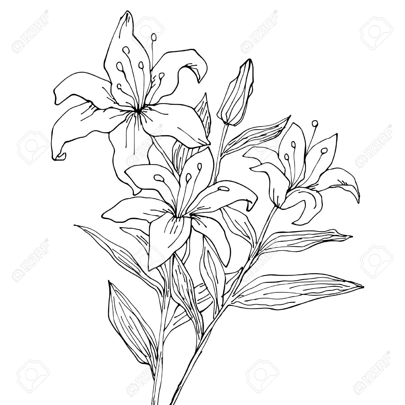 1300x1300 Lily Flowers Isolated Hand Drawing Illustration Royalty Free