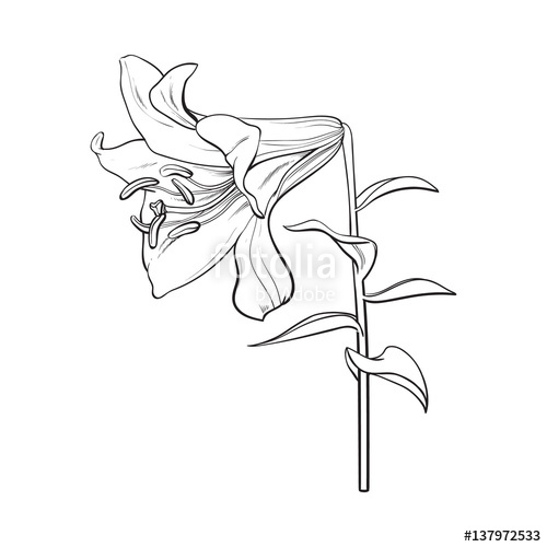 500x500 Single Hand Drawn White Lily Flower With Stem And Leaves, Side