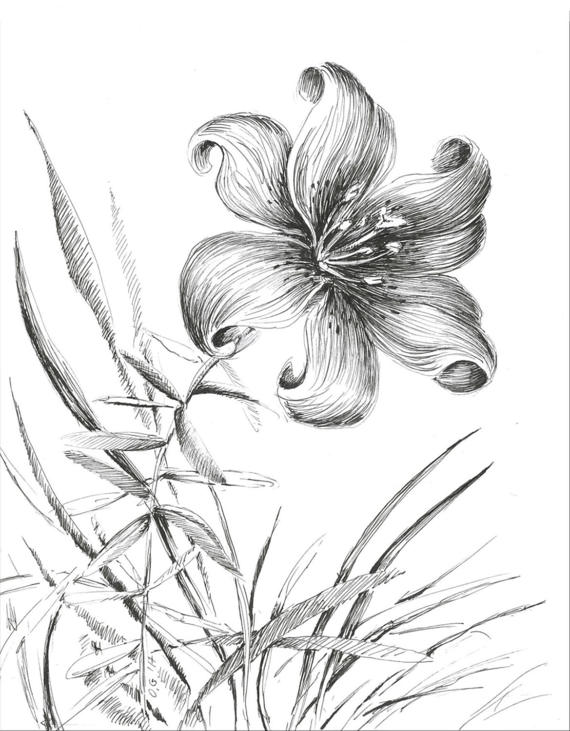 570x731 Tiger Lily Sketch Floral Illustration Flower Drawing Black