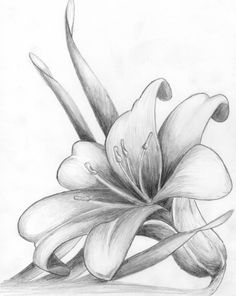 236x296 Lily Flowers Drawings Lily