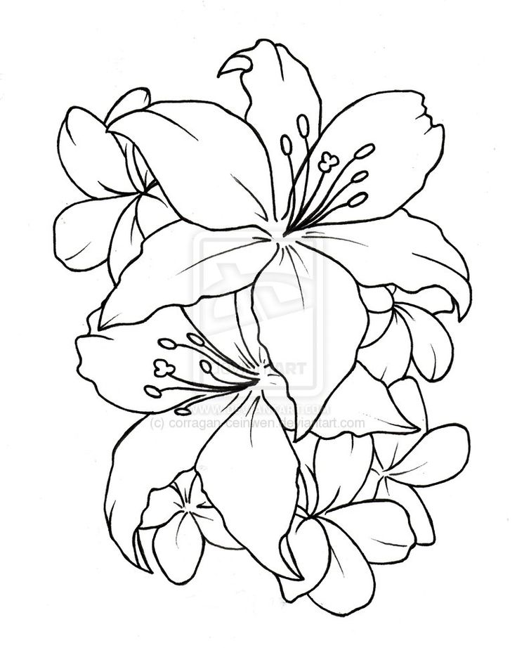 Flower Drawing Outline