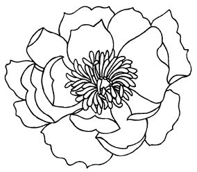 284x249 Gallery Outline Of A Flower,