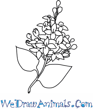 300x350 How To Draw A Lilac Flower