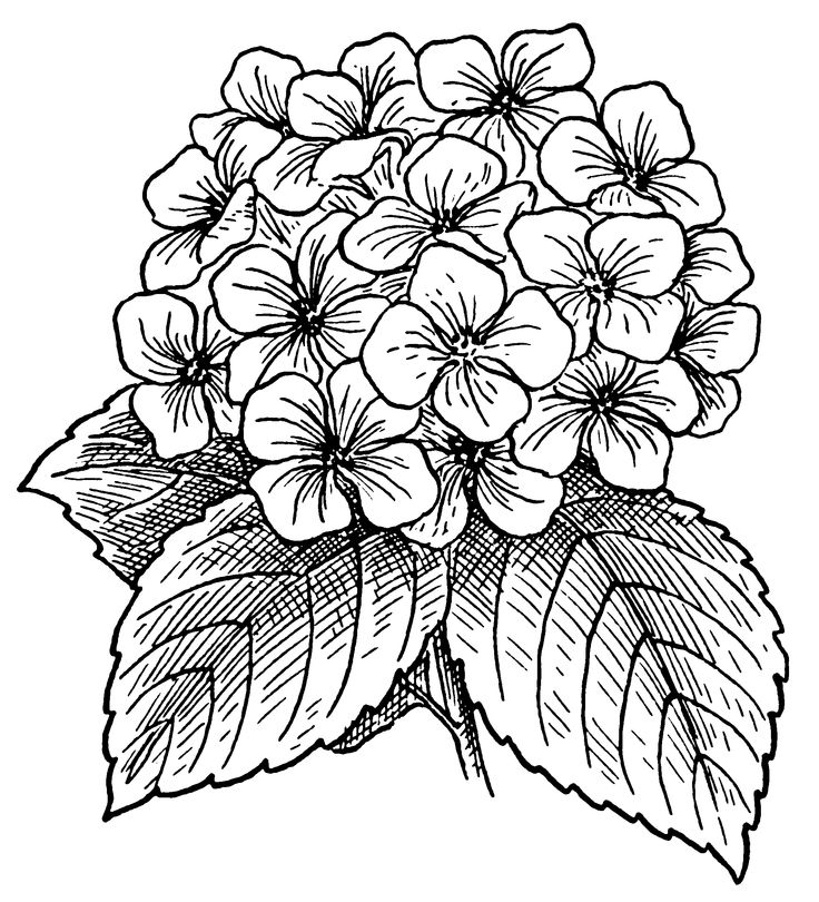 736x810 Hydrangea Drawing Hydrangea Line