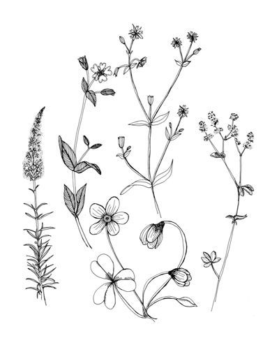 400x494 Ideal Picture Of Rosemary Plant 1000 Ideas About Flower Drawings