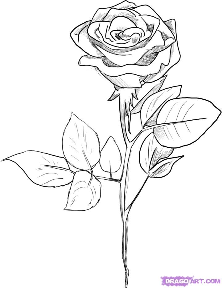 720x936 How To Draw A Black Rose, Step By Step, Flowers, Pop Culture, Free