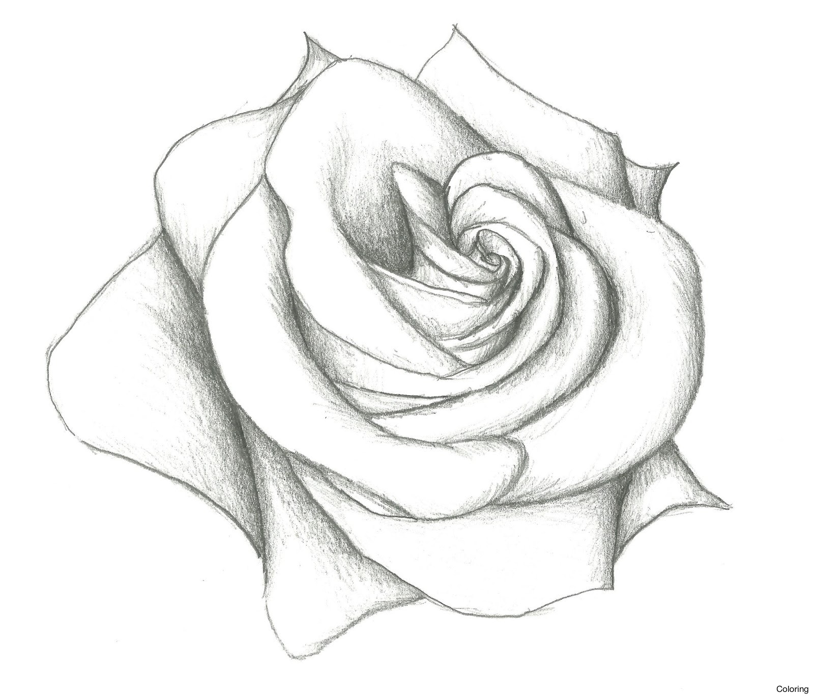 1600x1370 Maxresdefault Drawing Of Rose Coloring 4f Petals Flower Drawings