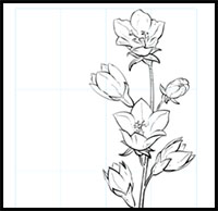 200x194 How To Draw Flowers Drawing Tutorials Amp Drawing Amp How To Draw