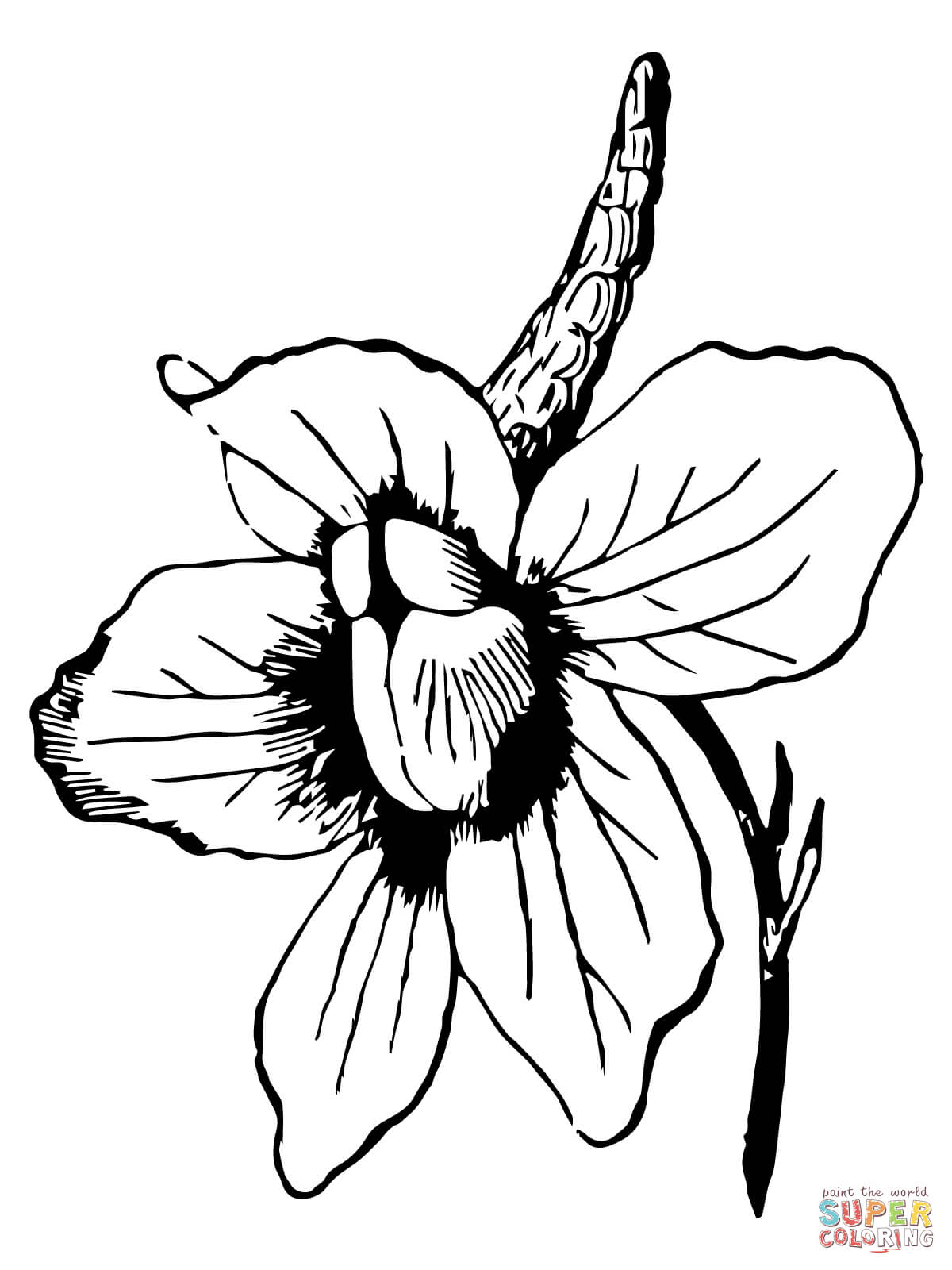 1200x1600 Larkspur Flower Coloring Page Free Printable Coloring Pages