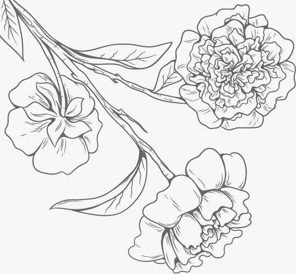 587x542 Fresh Flowers Vector Image, Black And White, Flowers, Line Drawing