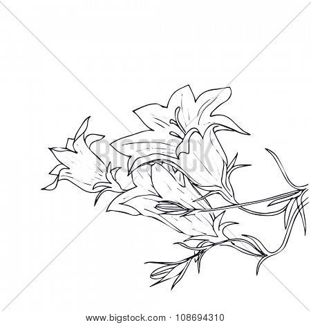 450x470 Hand Drawn Vector Bell Flowers. Vector Amp Photo Bigstock