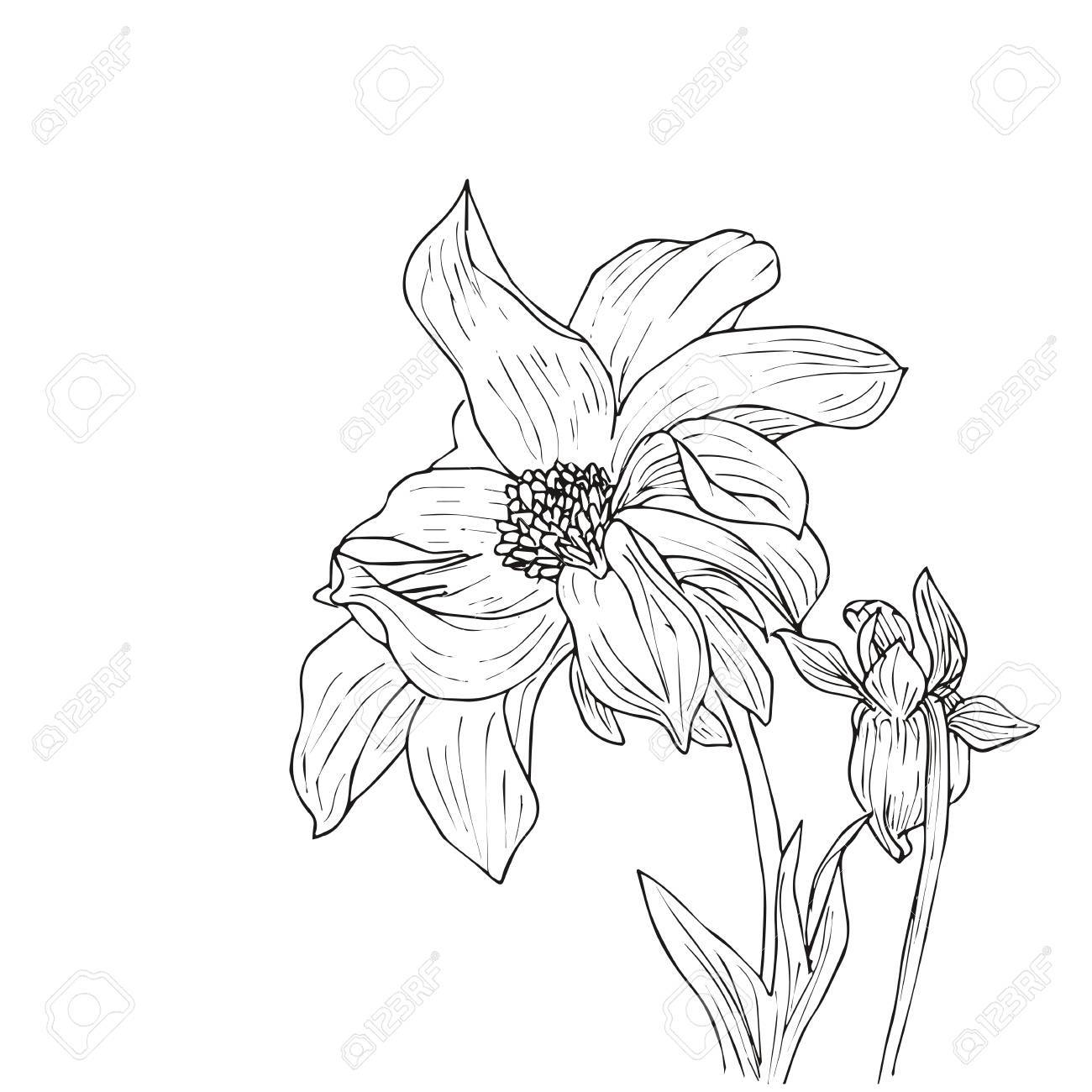 1300x1300 Hand Drawn Vector With Dahlia. Floral Natural Design. Graphic