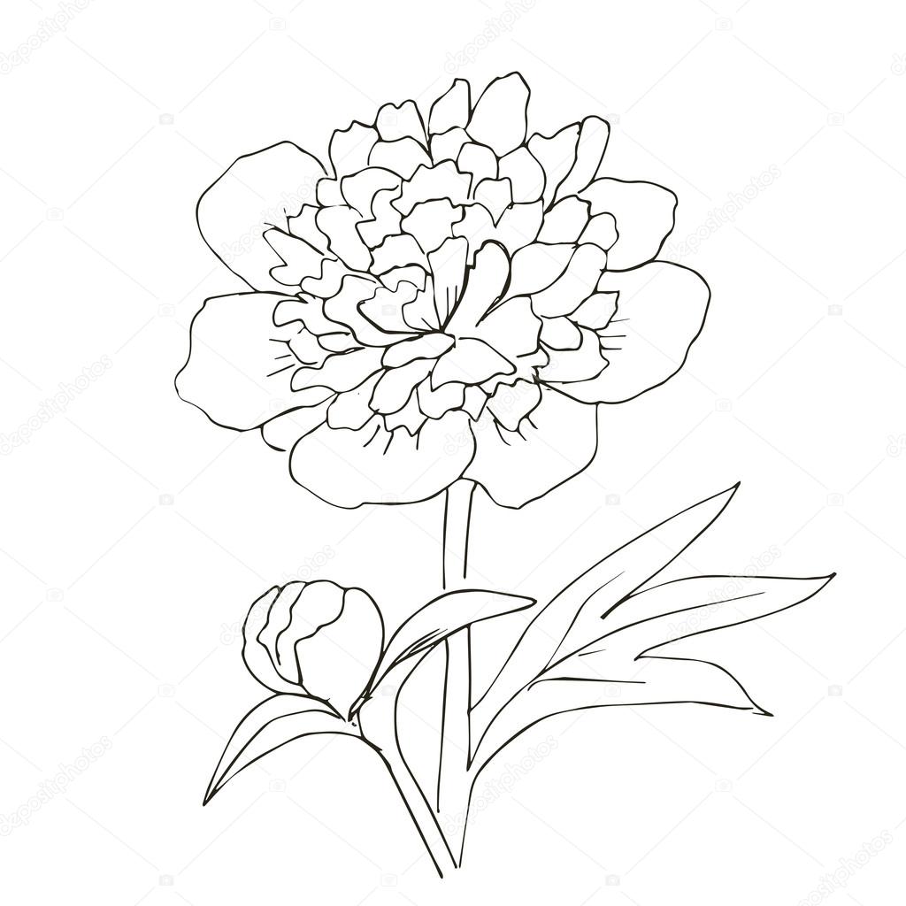 1024x1024 Hand Drawn Vector With Peony Flower Stock Vector Valenty