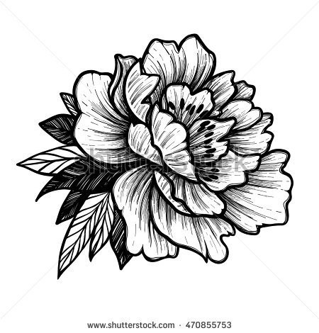 450x470 Pianese Flower Drawing Elegant Hand Drawn Vector Illustration