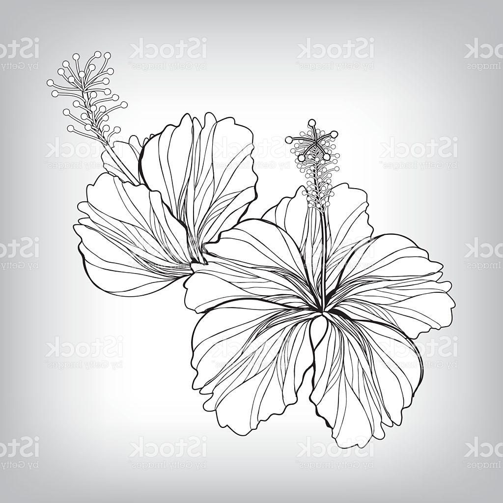 1024x1024 Best 15 Hibiscus Flower Drawing Vector Image