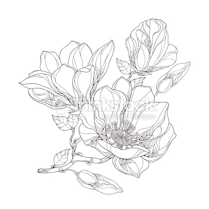 416x416 Vector Art Stem With Magnolia Flower, Buds And Leaves Isolated