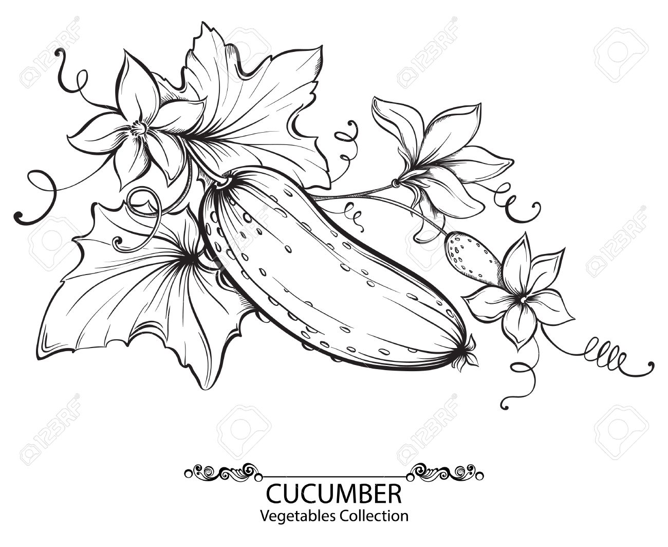 1300x1064 Vector Hand Drawing Illustration Of Cucumbersnd Flower On