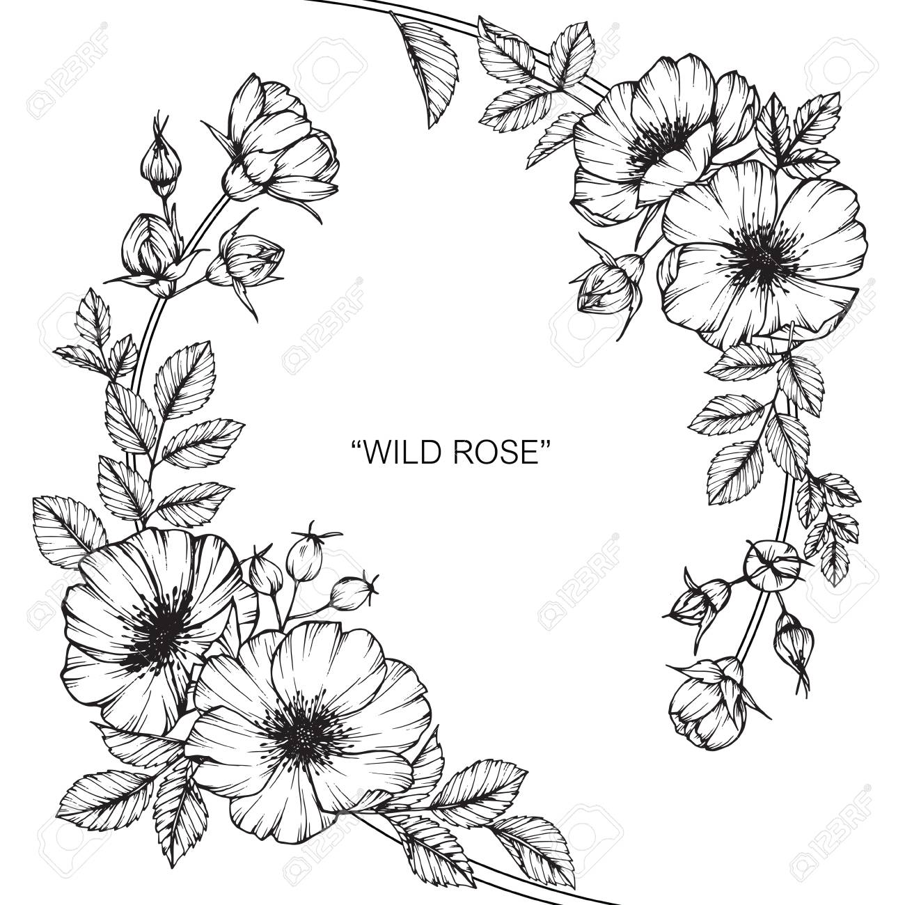 1300x1300 Wild Rose Flower. Drawing And Sketch With Black And White Line Art
