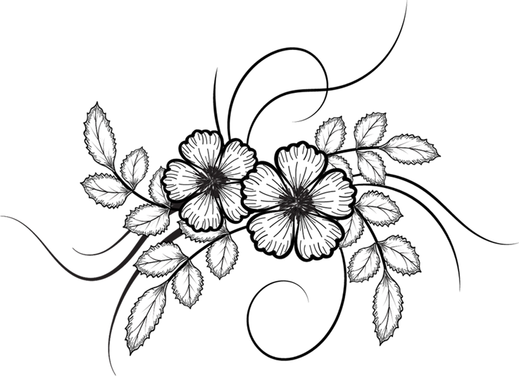 737x534 Flowers, Vector Drawing Png Style Inspiration