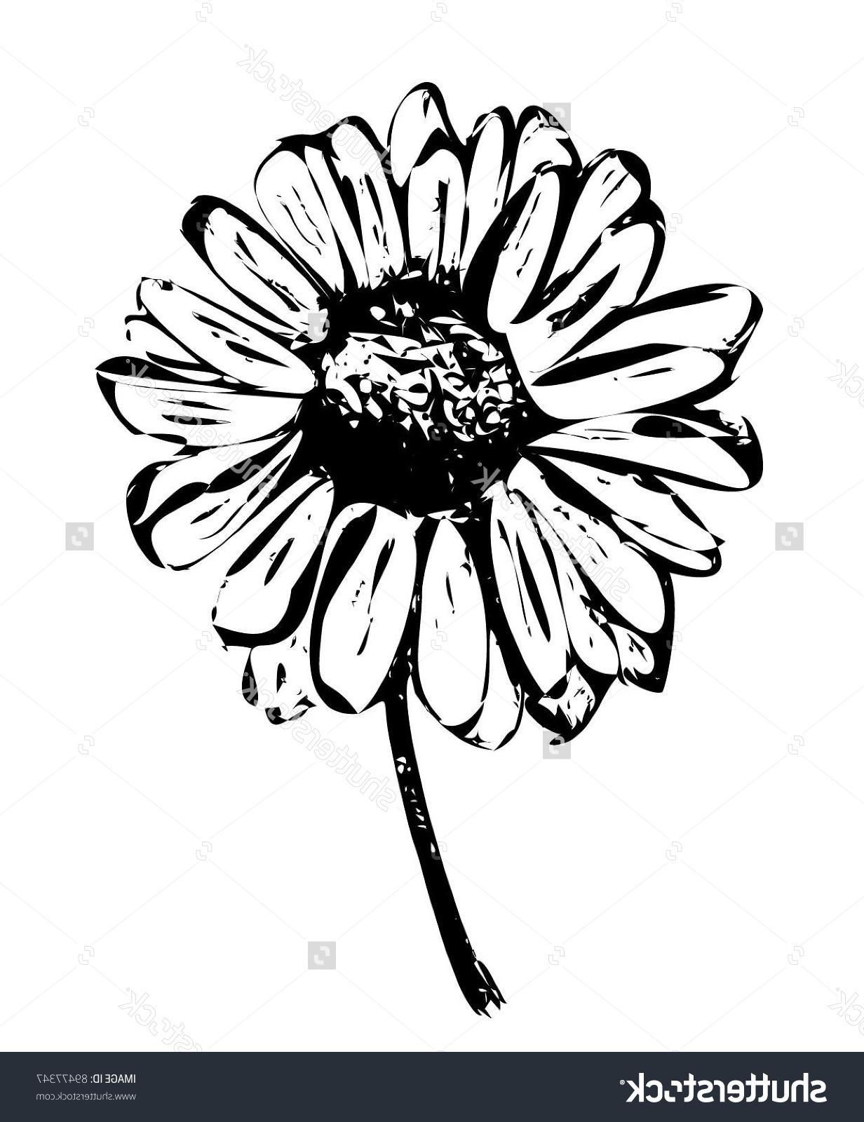 1232x1600 Best 15 Stock Vector Daisy Flower Drawing