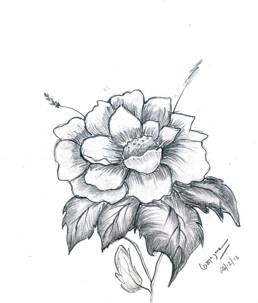 828x969 Flower Drawing Pencil Drawing