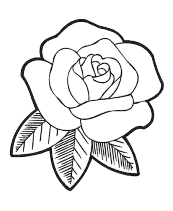 586x717 Simple Rose Flower Drawings Besthoz Wallpaper Calligraphy