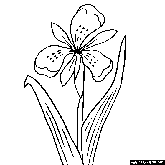 560x560 Coloring Pages Dazzling Coloring Pages Draw Easy Flowers Flower