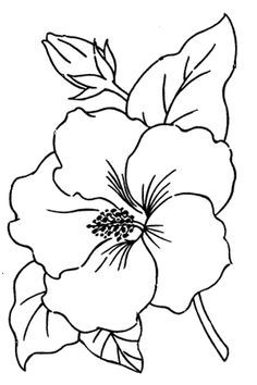 Flower For Drawing