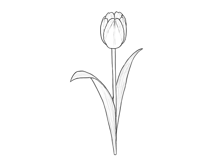 700x518 How To Draw Flowers The Noble And Sincere Tulip