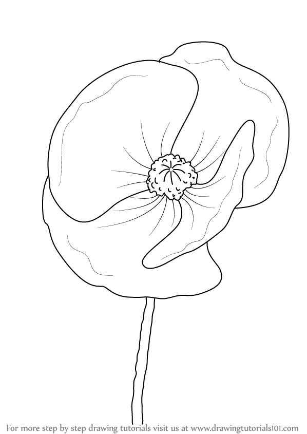 598x845 Learn How To Draw Poppy Flower (Poppy) Step By Step Drawing