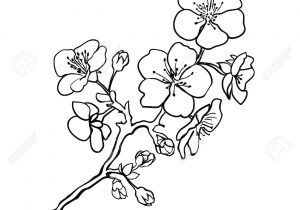 300x210 Sakura Flower Drawing