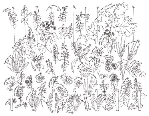 521x406 Flower Garden Drawing
