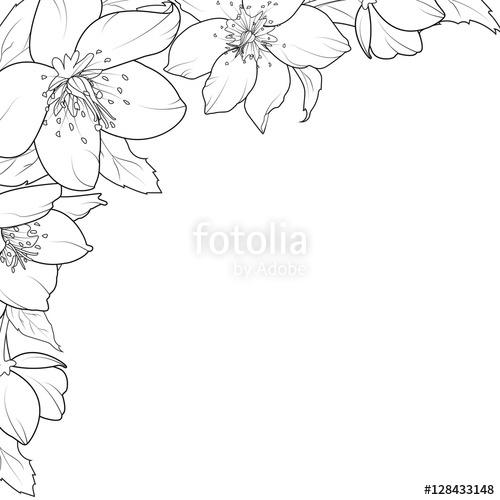 500x500 Christmas Rose Hellebore Flowers Corner Edge Frame Border Element