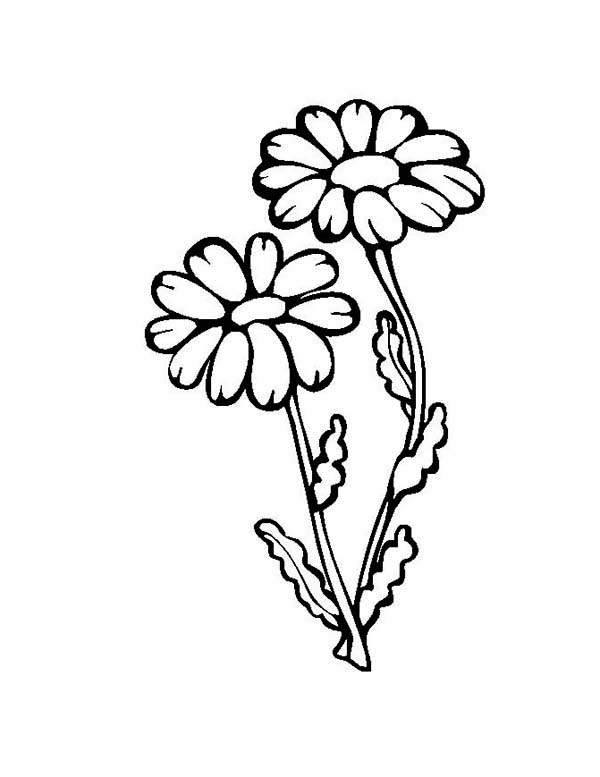 600x777 Flower Growing Up Coloring Page