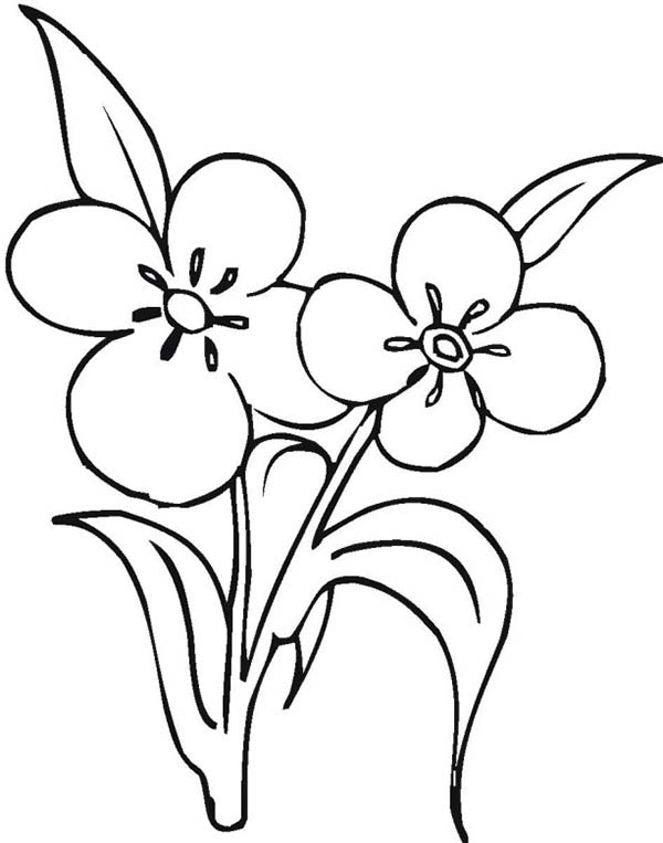 600x763 Flower Growing And Blooming Coloring Page