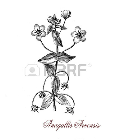 373x450 Giant Hogweed Also Known As Wild Rhubarb Is An Ornamental Toxic