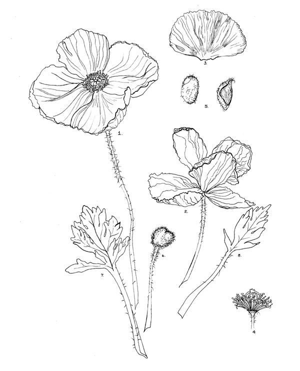 600x742 47 Best Blossoms Images On Drawing Flowers, Paint