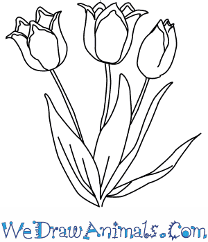 300x350 How To Draw A Tulip Flower