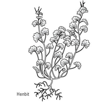 375x349 How To Identify Common Lawn Weeds