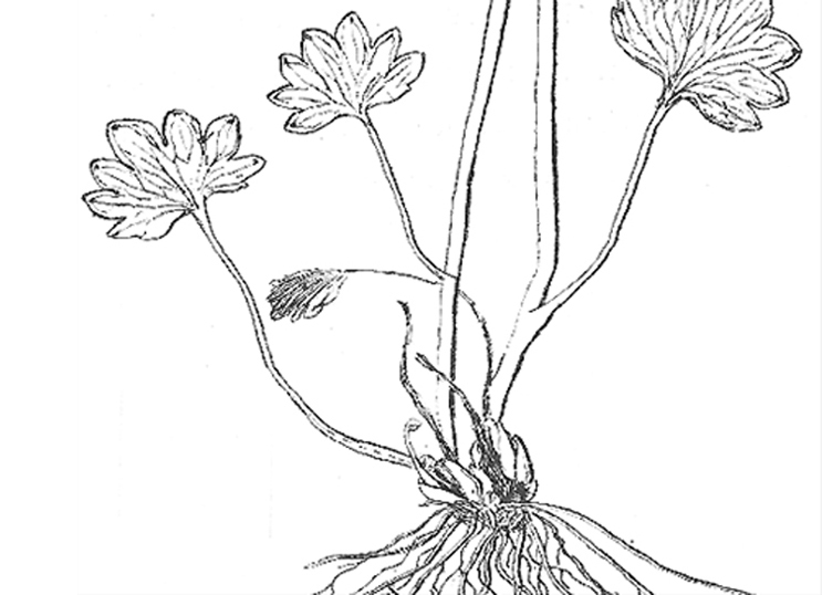 Flower Growing Drawing at GetDrawings | Free download