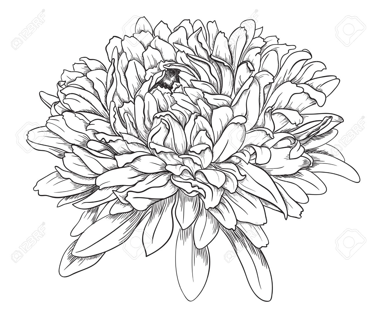 1300x1103 Flower Hand Drawn Aster Royalty Free Cliparts, Vectors, And Stock