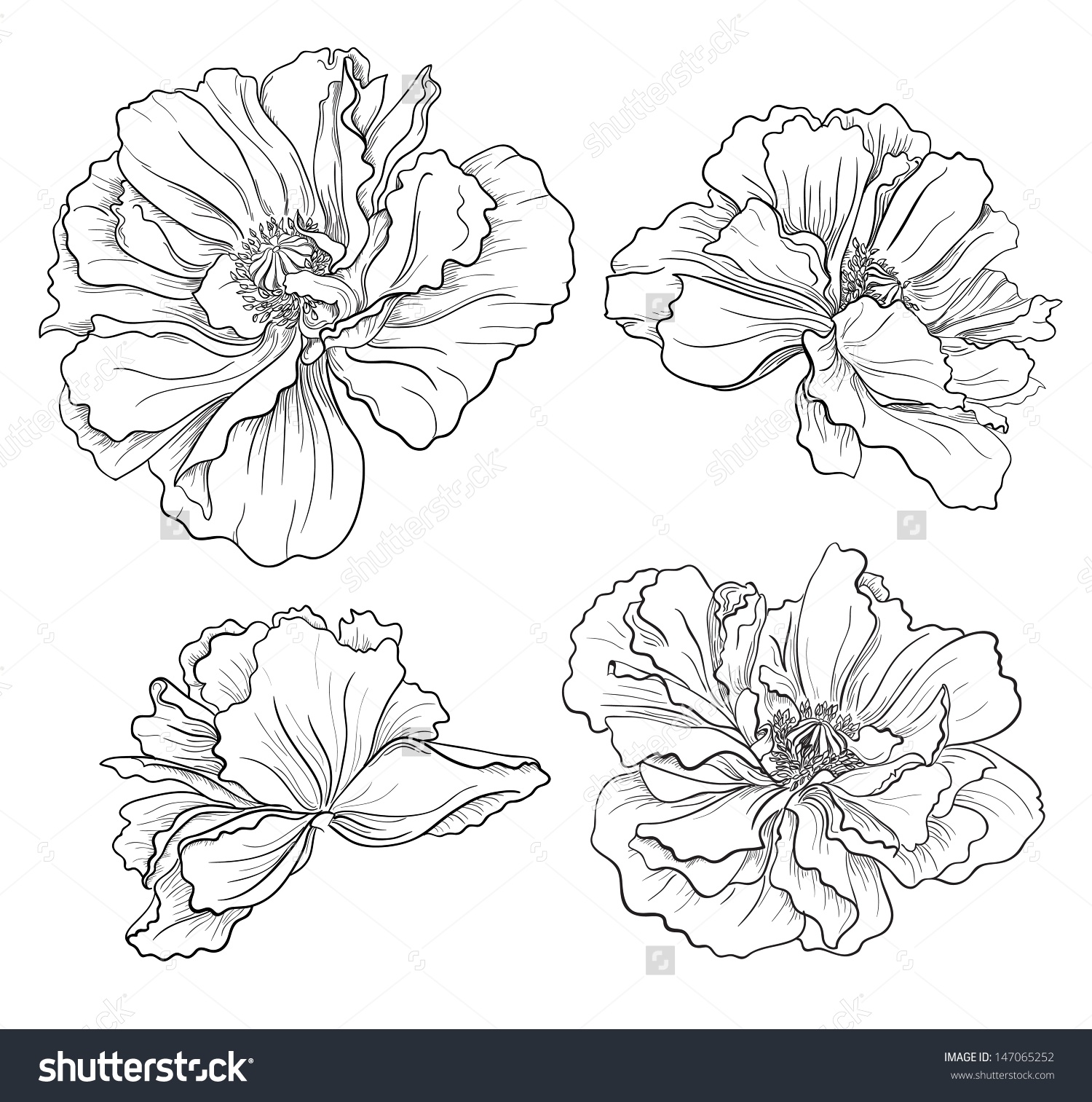 1500x1513 Flower Hand Drawn Poppies Drawings Hand Drawn